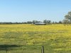 Yellow Flowers Highway 290 Giddings .JPG
