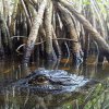 Florida Everglades Kayak Tours & Everglades Boat….jpeg
