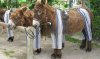 Donkeys wear Pants on this French Island.jpg