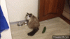 8B838060-62A9-4EB6-87EC-B58CFE1A88D1.gif