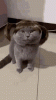 cat-wig.gif