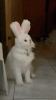 cat bunny.gif