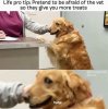 wholesome-meme-of-a-dog-at-the-vet-trying-to-get-more-dog-treats.jpeg