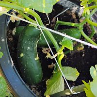 Cucumbers