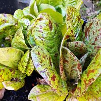 Dirty Lettuce