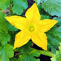 Squash Flower
