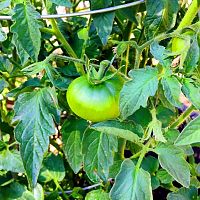 Tomato on the vine