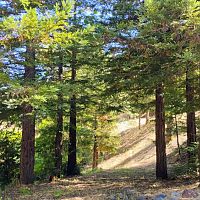My private redwood grove