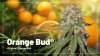 Orange-Bud-1080-43342646.jpg