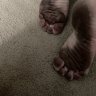Barefoot Rick