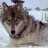 Wolf osix