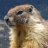 Varmint