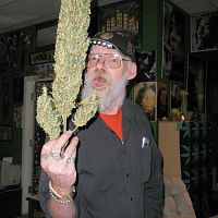foxtail sativa