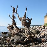 Danish coast