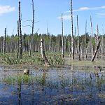 Found the Swamp Thing?