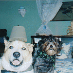 GizmoAndSaltyOnTheBed