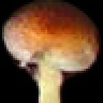 TrayOfShroomsIcon