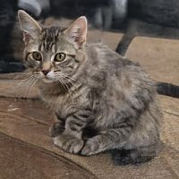 Cats, cats and more cats. For cat lovers!