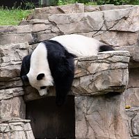 National Zoo in Washington DC