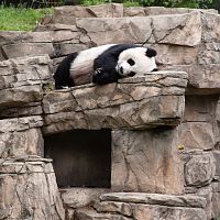 National Zoo in Washington DC
