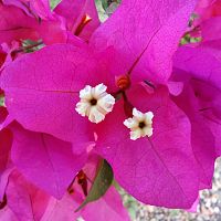 Bougainvilea