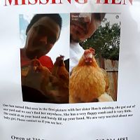 Lost Chicken