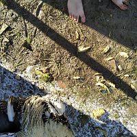 Barefoot in the chicken coop