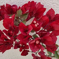 Baby bougainvillea's first blooms!
