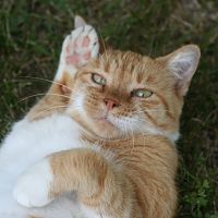 Mittens