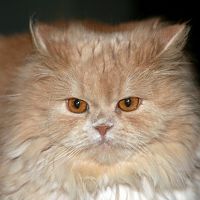 Loki