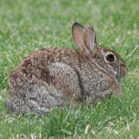 Mr.  Rabbit