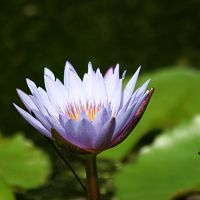 Water Lily?