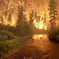 Forert Fire