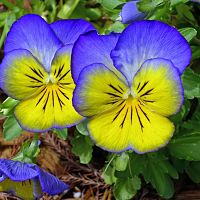 I think this is a couple of Pansy