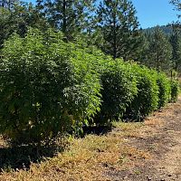 2020 grow