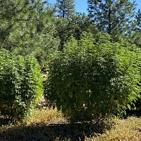 2020 grow