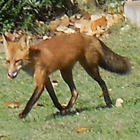 Red Fox in my yard.