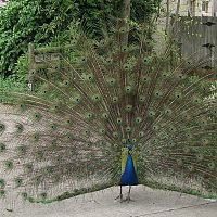 Peacock Unfurled
