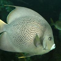 Blow Fish?