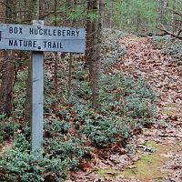 Box huckleberry
