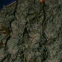 Buds