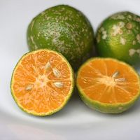 Costa Rican Limes