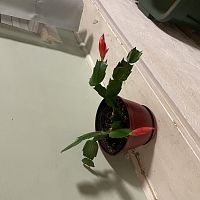 The Flowering of the Traveling Christmas Cactus