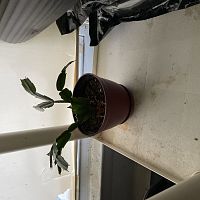 Christmas Cactus that came from a cutting,traveled through the US Mail from Florida and thriving in NJ