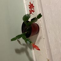 Flowering finally