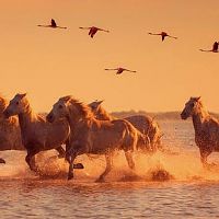 Horses and flamingoes