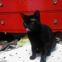 Inky, after treats.