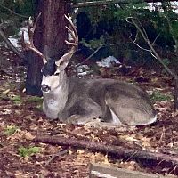 Frequent visitor