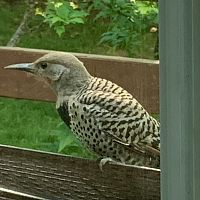 Western Flicker