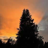 tonight (8/4/2023)